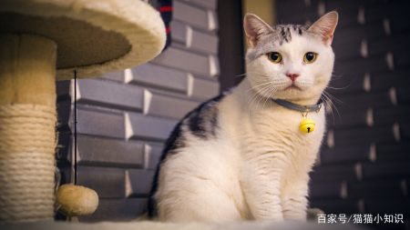 猫咪需要补充“牛磺酸”吗？有什么作用呢？（猫咪需要吃牛磺酸）