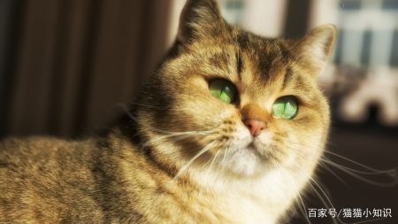 猫咪需要补充“牛磺酸”吗？有什么作用呢？（猫咪需要吃牛磺酸）