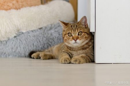 猫咪需要补充“牛磺酸”吗？有什么作用呢？（猫咪需要吃牛磺酸）