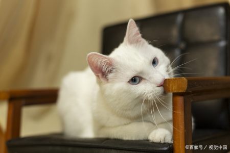 猫咪需要补充“牛磺酸”吗？有什么作用呢？（猫咪需要吃牛磺酸）