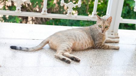 猫咪需要补充“牛磺酸”吗？有什么作用呢？（猫咪需要吃牛磺酸）