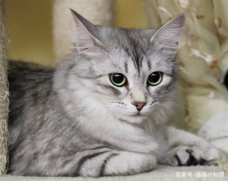 猫咪需要补充“牛磺酸”吗？有什么作用呢？（猫咪需要吃牛磺酸）