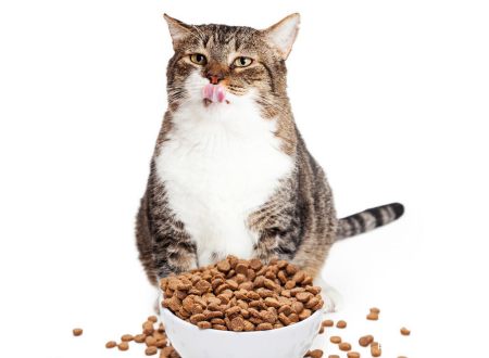 猫咪需要补充“牛磺酸”吗？有什么作用呢？（猫咪需要吃牛磺酸）