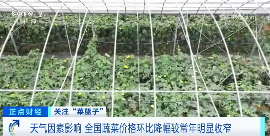 关注“菜篮子” 5月份全国蔬菜价格环比小幅下降