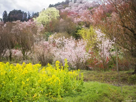 高三作文2023广州二模题“跨界者”分析解读(跨界作文800字议论文)