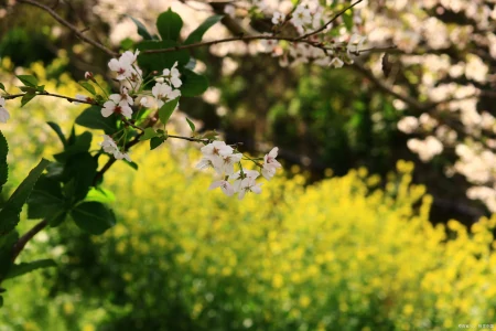 高三作文2023广州二模题“跨界者”分析解读(跨界作文800字议论文)