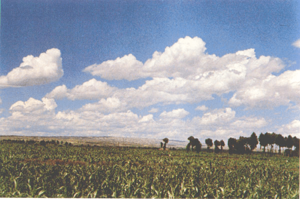 大理出现“大号棉花糖”云朵（附云的成因、类型、九大冷知识）黄土高原水土流失问题，高考重点！（云朵像棉花糖似的怎么样）