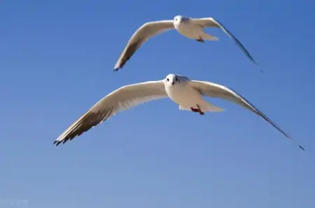 夜温《将进酒》：诗中神曲、酒中仙歌——却是人间李白(将进酒歌曲歌词)