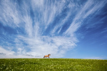 李贺自称皇亲宗室，写一首《将进酒》，奢华排场比李白高级一万倍(李贺十首有名的诗将进酒)