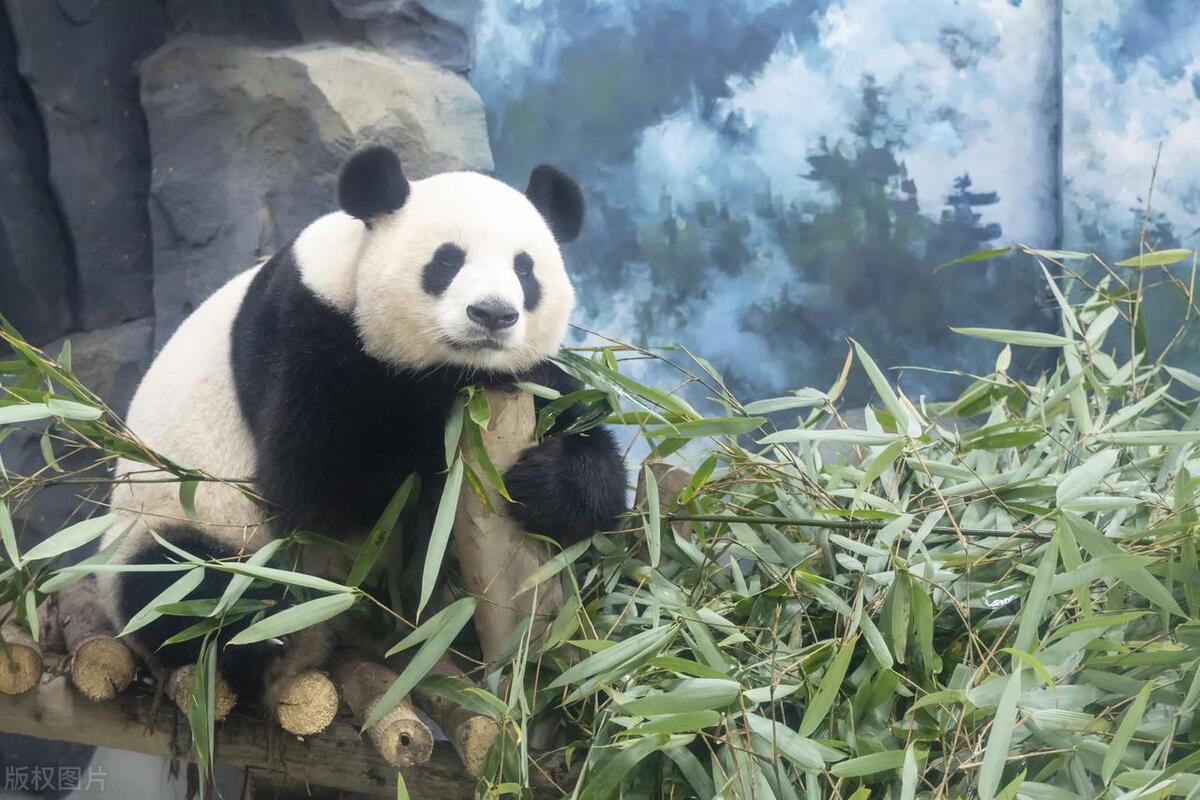 四川成都3天旅游攻略-四川成都市内旅游景点（去成都玩三天旅游攻略）