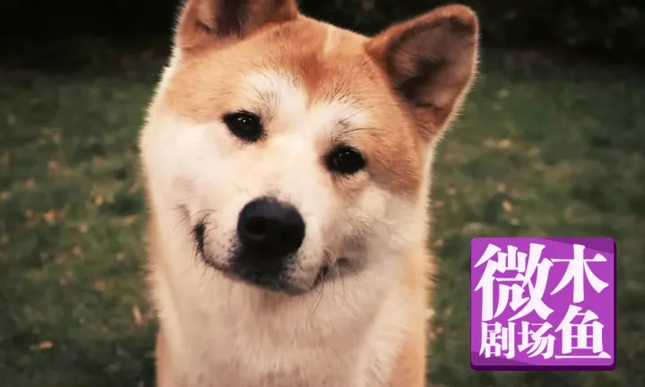 《忠犬八公》让你印象深刻，感觉特别的感动之处在哪？