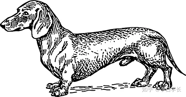 忠犬八公是什么狗，忠犬八公是什么狗演的哪来的