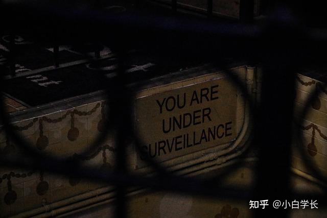 忠犬八公是什么狗，忠犬八公是什么狗演的哪来的