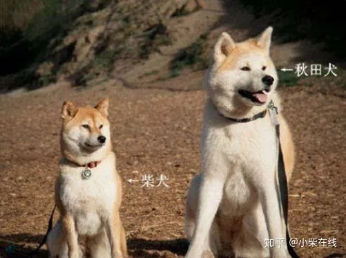 忠犬八公是柴犬吗？柴犬和秋田竟然不是同一品种，它们有什么不同？
