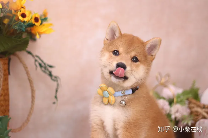 忠犬八公是柴犬吗？柴犬和秋田竟然不是同一品种，它们有什么不同？