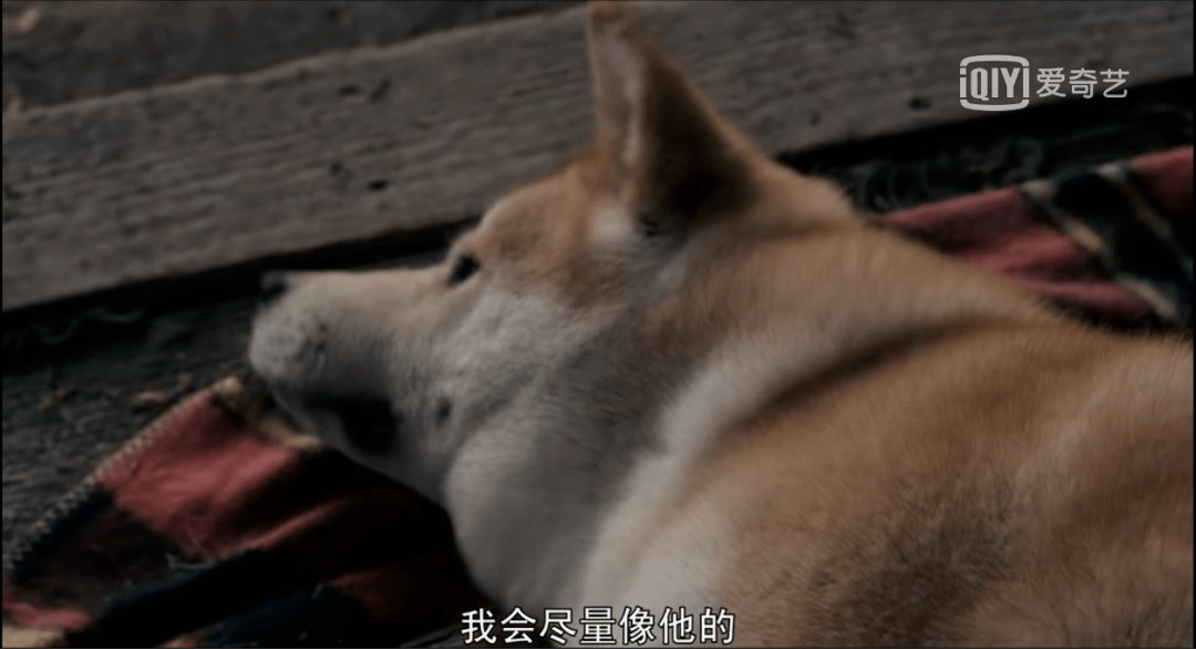 《忠犬八公》—坚强地念念不忘着