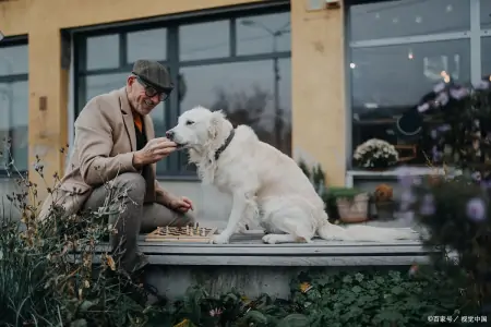 《忠犬八公的故事》：永远的陪伴与无私的爱