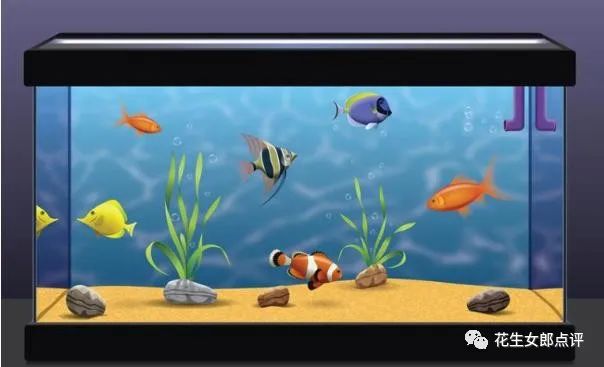 家用鱼缸哪个牌子质量好，新手养鱼的鱼缸哪种比较好应该怎么选？