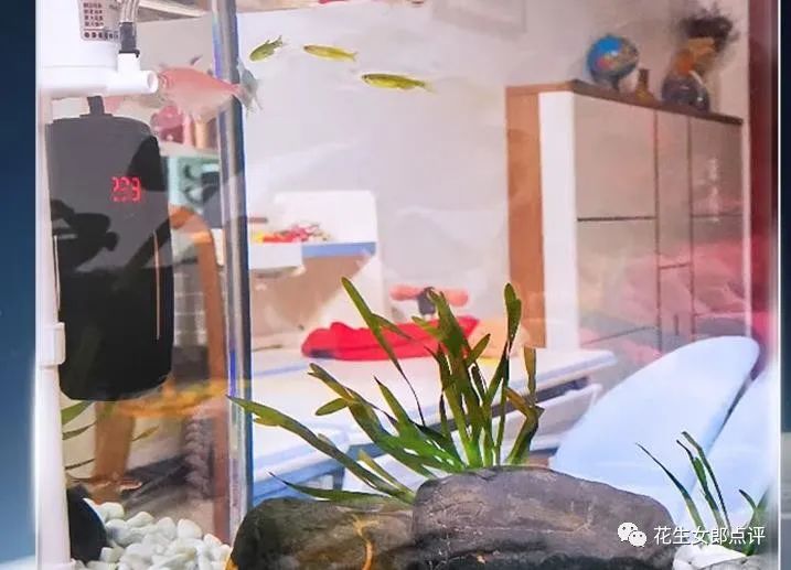 家用鱼缸哪个牌子质量好，新手养鱼的鱼缸哪种比较好应该怎么选？