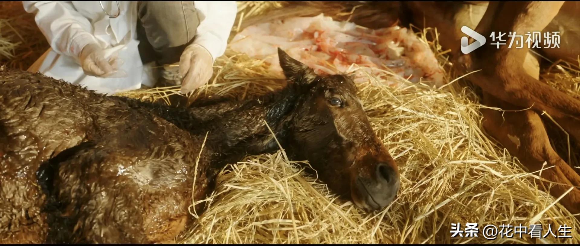 《龙马精神》，精彩演绎百态人生！