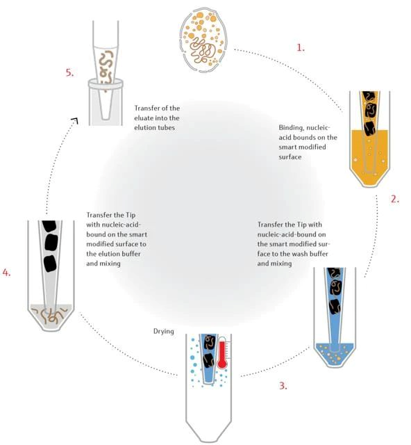 德国耶拿C16核酸提取系统助力高标准样本库