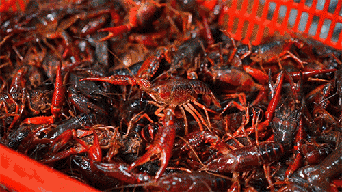 终于试业了，1斤小龙虾只需19.9元！在茂名市区这！！！