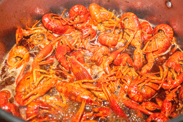 终于试业了，1斤小龙虾只需19.9元！在茂名市区这！！！