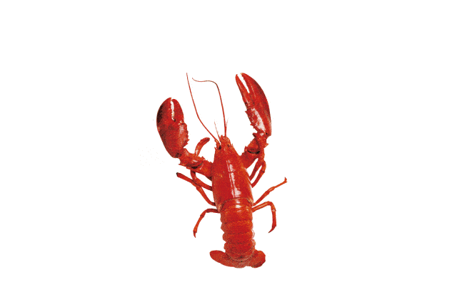 一只小龙虾有多少肉？做个CT就知道啦