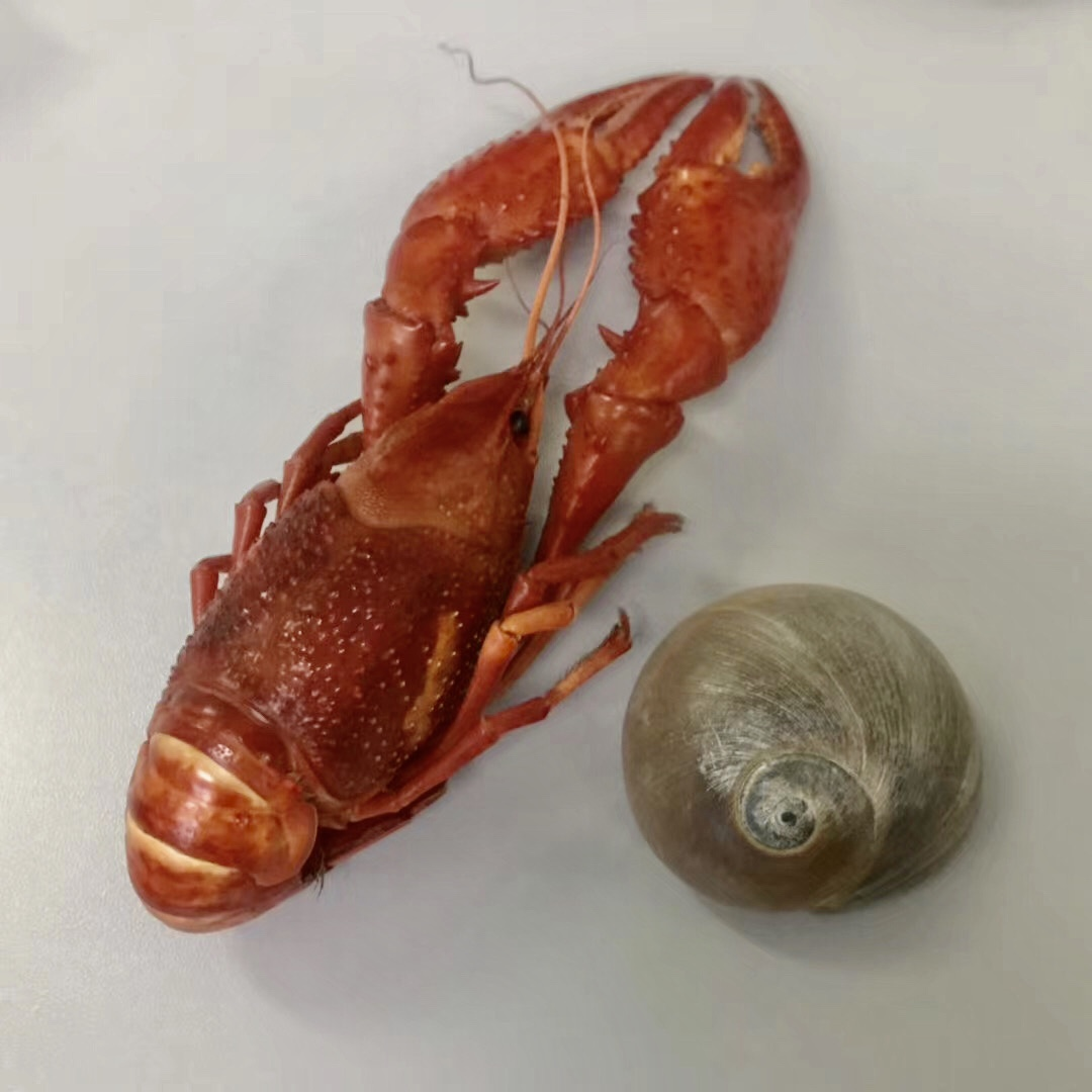 一只小龙虾有多少肉？做个CT就知道啦