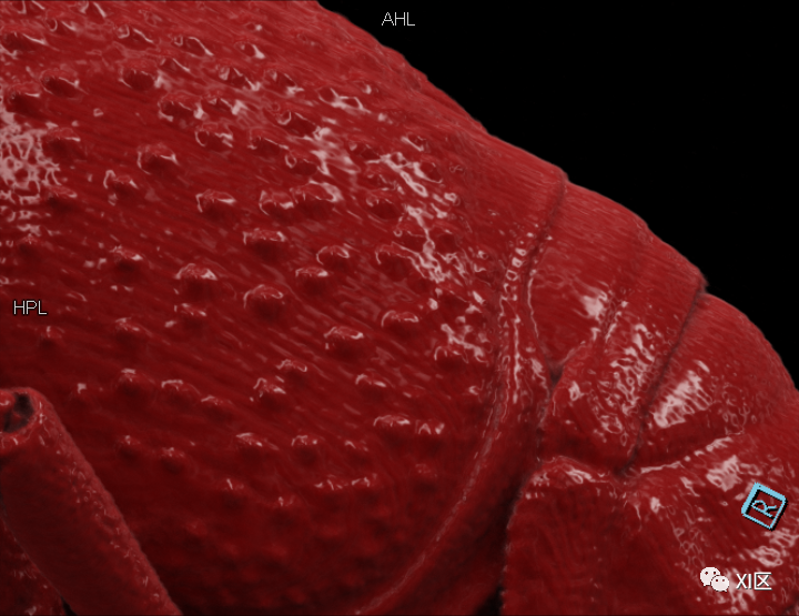 一只小龙虾有多少肉？做个CT就知道啦