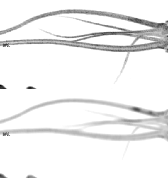 一只小龙虾有多少肉？做个CT就知道啦
