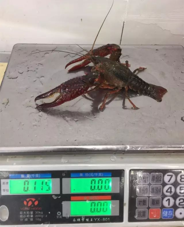 你吃过一斤只有5只的小龙虾吗？慈溪高端龙虾的引导者