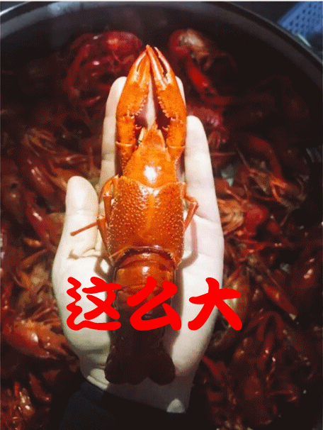 你吃过一斤只有5只的小龙虾吗？慈溪高端龙虾的引导者