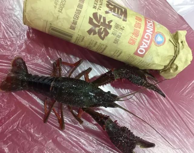 你吃过一斤只有5只的小龙虾吗？慈溪高端龙虾的引导者