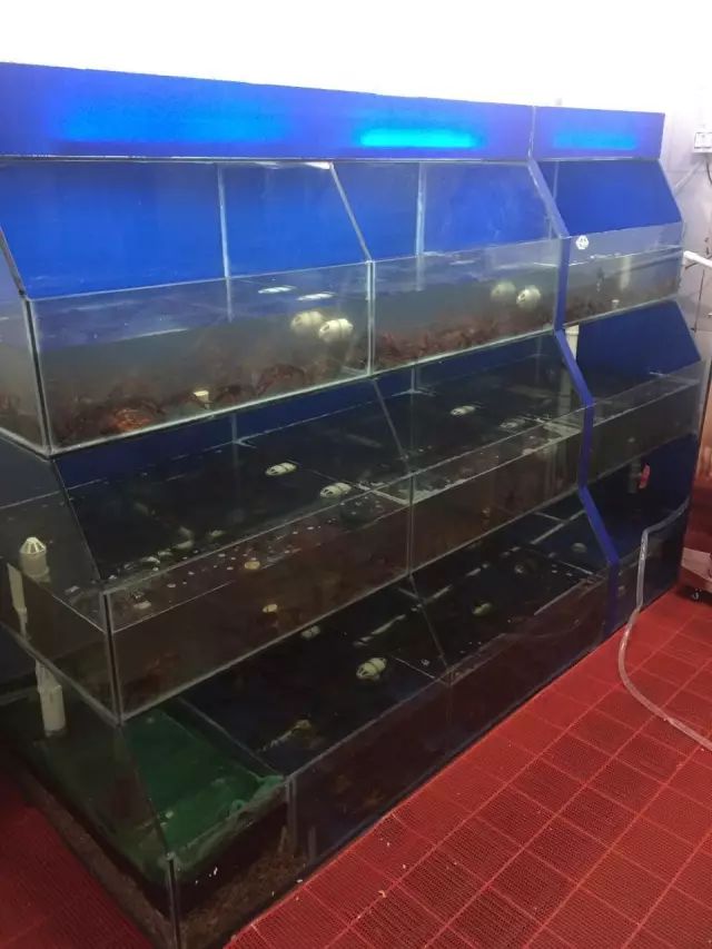 你吃过一斤只有5只的小龙虾吗？慈溪高端龙虾的引导者