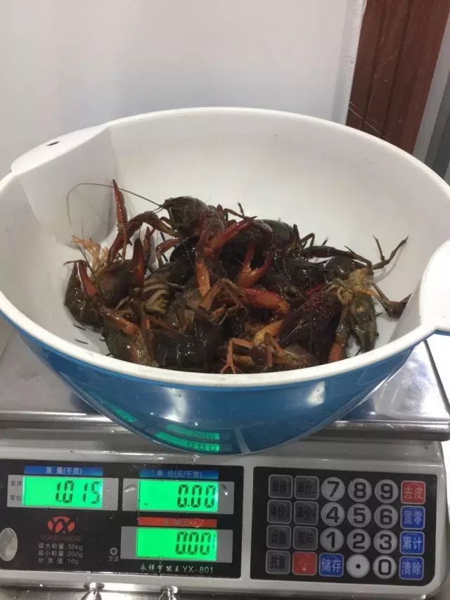 你吃过一斤只有5只的小龙虾吗？慈溪高端龙虾的引导者