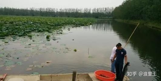 养了这么久的虾，你知道一亩田到底能产多少斤龙虾吗？