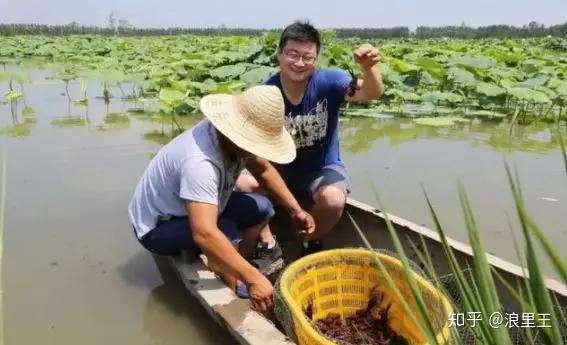 养了这么久的虾，你知道一亩田到底能产多少斤龙虾吗？