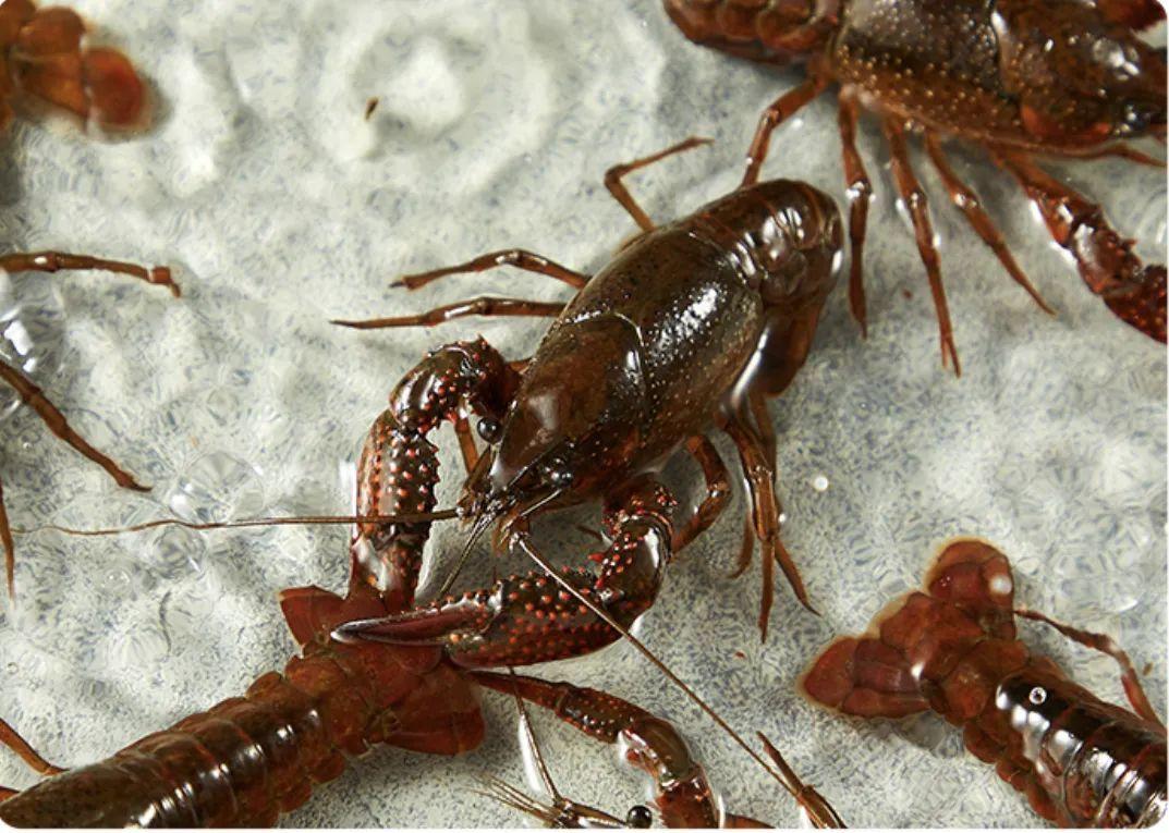 小龙虾爬上餐桌，你尝鲜了吗？