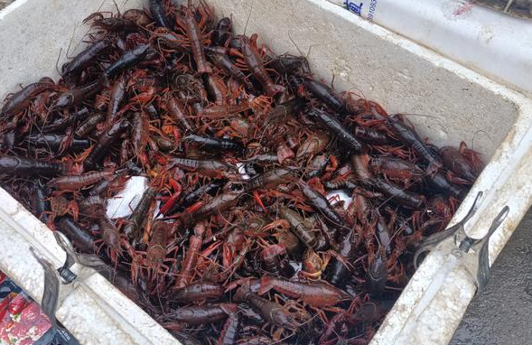 “小龙虾旺季”来临，价格日渐亲民每斤比往年便宜四五块