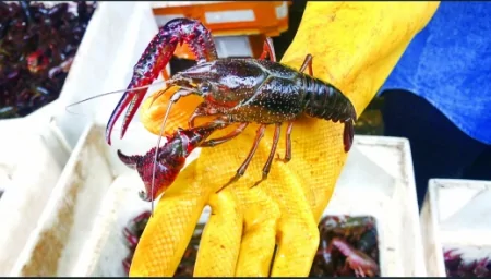 最低仅7元一斤！小龙虾可敞开吃了