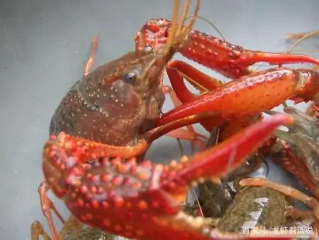 养虾苦，卖虾哭！百元一斤的小龙虾，虾农怎么还叫惨？