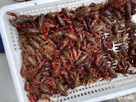 养虾苦，卖虾哭！百元一斤的小龙虾，虾农怎么还叫惨？