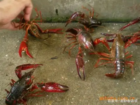 养虾苦，卖虾哭！百元一斤的小龙虾，虾农怎么还叫惨？