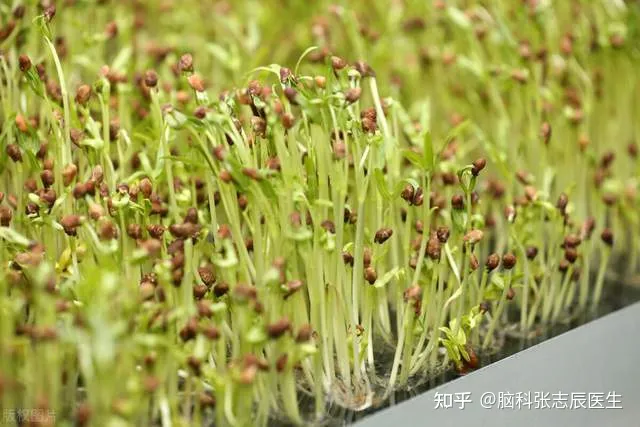 高血脂饮食调理，十大降血脂最好的食物，怎么降血脂最有效