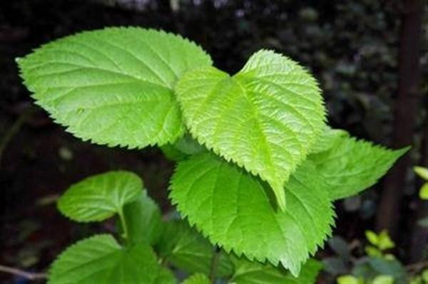 甘油三酯偏高血管易堵，注意3点，多吃2物，降甘油三酯通血管