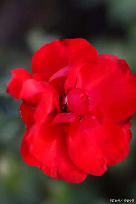 四味药降血脂，一味散瘀一味活血，一味行气一味降脂