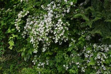 四味药降血脂，一味散瘀一味活血，一味行气一味降脂