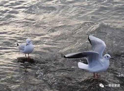 格力、小米这次都输了！日本黑科技空气循环扇，真的比空调还好用