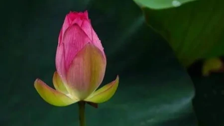 照顾好自己的心情和生活，剩下的交给时间，不必取悦别人（照顾好自己 以及自己的心情）